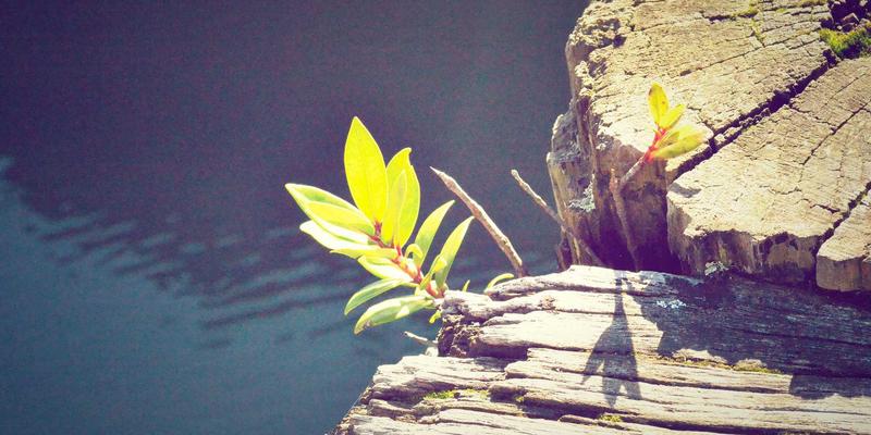 K线图深度解析：构建高效交易策略的图表分析指南