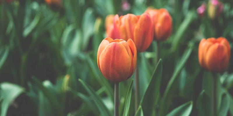 价值投资在A股如何落地？掌握K线图与趋势线，让投资理财更稳健