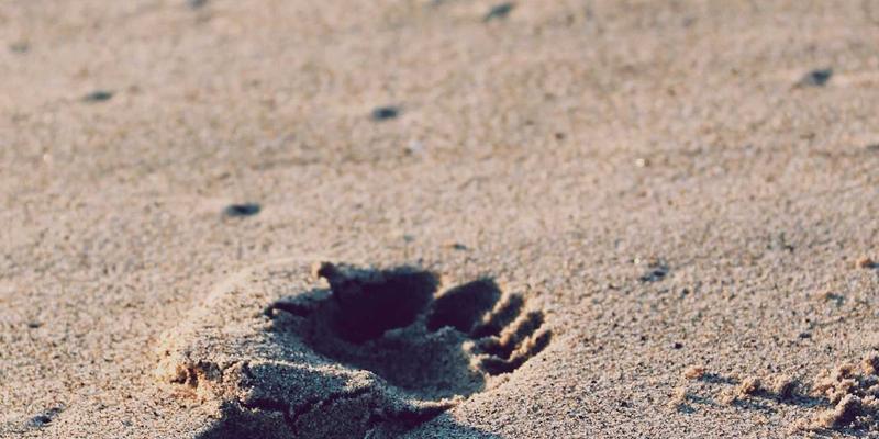 投资理财中的波西米亚智慧：用行为金融学打造反脆弱的交易策略